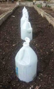 Uses for Empty Plastic Bottles in Your Garden Image